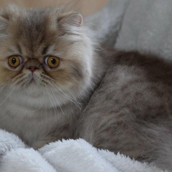 chat Persan lilac tabby ARMAGNAC Chatterie la cavalière TyKaz