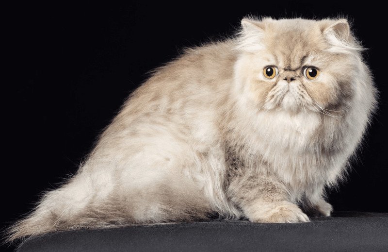 ARMAGNAC la cavalière Tykaz Mâle Persan