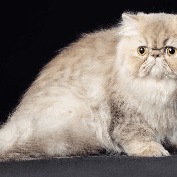 chat Persan lilac tabby ARMAGNAC Chatterie la cavalière TyKaz