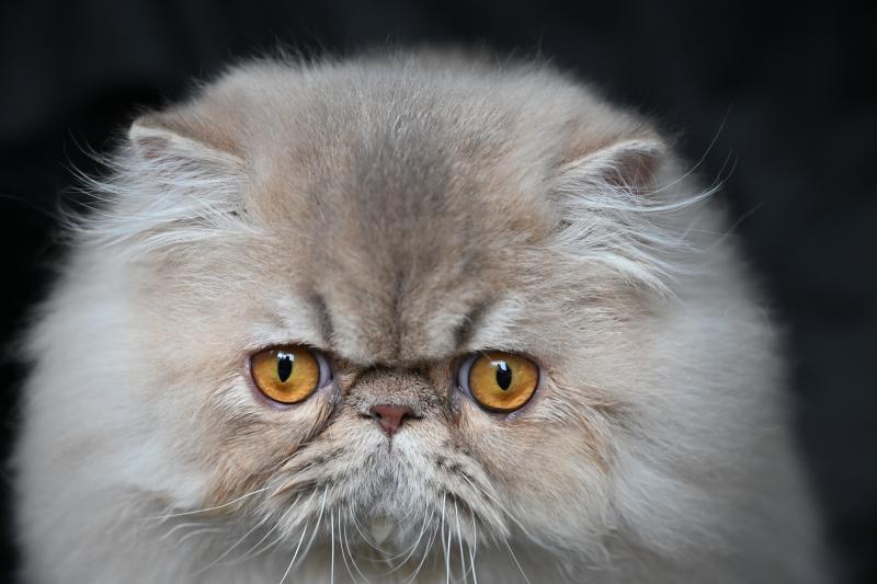 ARMAGNAC la cavalière Tykaz Mâle Persan