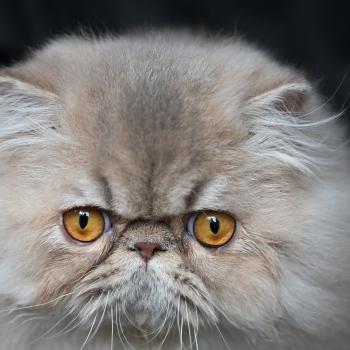 chat Persan lilac tabby ARMAGNAC Chatterie la cavalière TyKaz