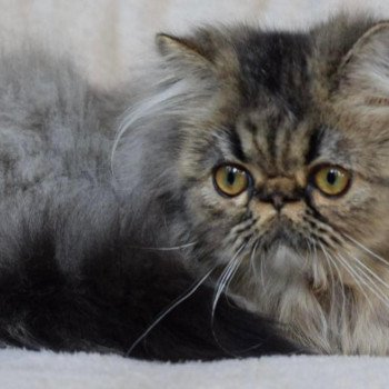 chat Persan URSULA Chatterie la cavalière TyKaz chat Persan URSULA Chatterie la cavalière TyKaz