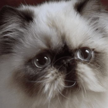 chat Persan chocolate point VUITTON Chatterie la cavalière TyKaz