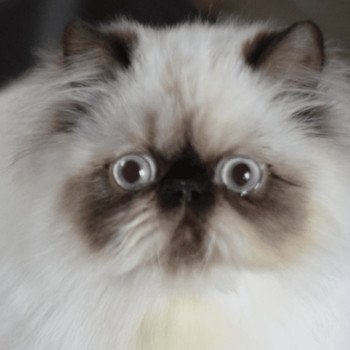 chat Persan chocolate point VUITTON Chatterie la cavalière TyKaz