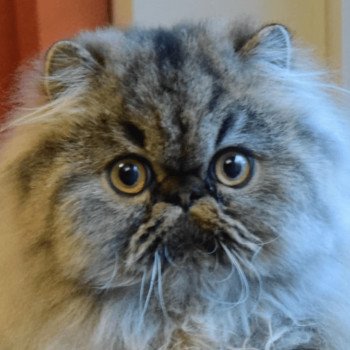 chat Persan chocolate tabby WONKA Chatterie la cavalière TyKaz
