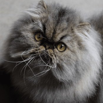 chat Persan chocolate tabby WONKA Chatterie la cavalière TyKaz