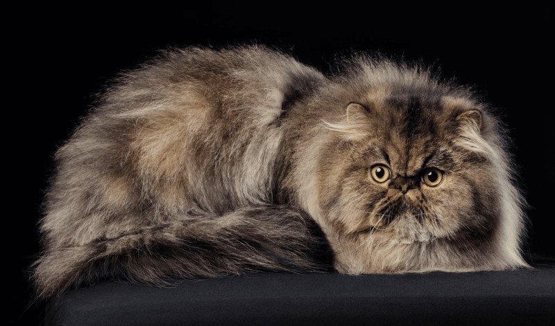 WONKA la cavalière Tykaz Mâle Persan