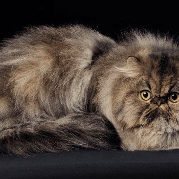 chat Persan chocolate tabby WONKA Chatterie la cavalière TyKaz