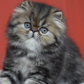 chat Persan WONKA Chatterie la cavalière TyKaz
