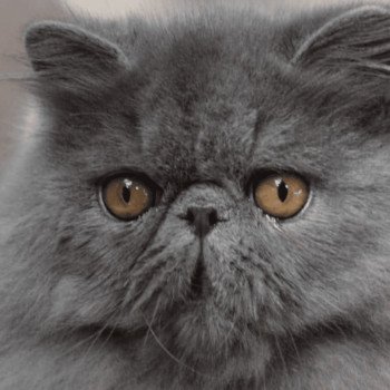chat Persan YONI Chatterie la cavalière TyKaz