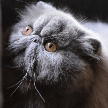 chat Persan blue YONI Chatterie la cavalière TyKaz