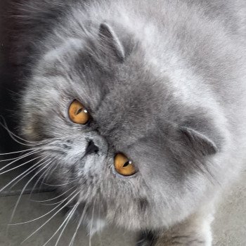 chat Persan blue YONI Chatterie la cavalière TyKaz