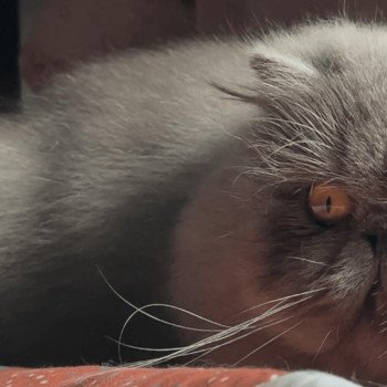 chat Persan blue YONI Chatterie la cavalière TyKaz