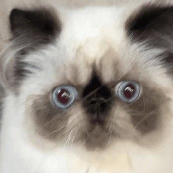 chat Persan ZABOU Chatterie la cavalière TyKaz chat Persan ZABOU Chatterie la cavalière TyKaz