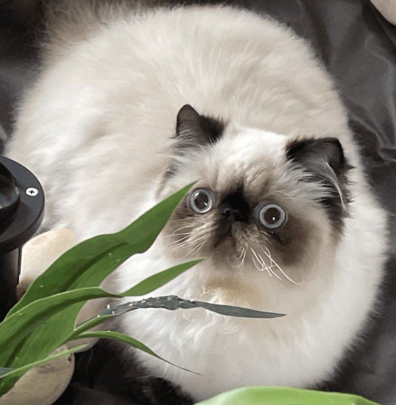 ZABOU la cavalière Tykaz Femelle Persan