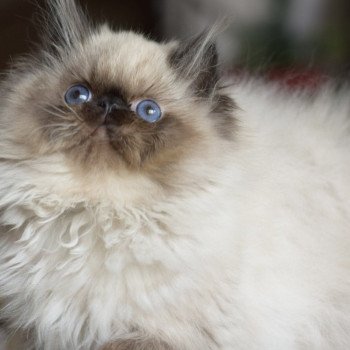 chaton Persan seal point ZARA Chatterie la cavalière TyKaz