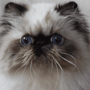 chat Persan seal point ZARA Chatterie la cavalière TyKaz