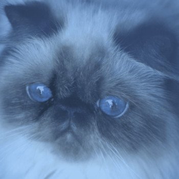 chat Persan seal point ZARA Chatterie la cavalière TyKaz