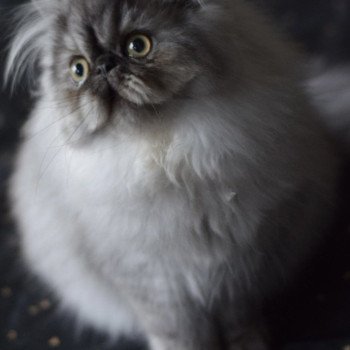 chaton Persan black smoke ZALTYS Chatterie la cavalière TyKaz