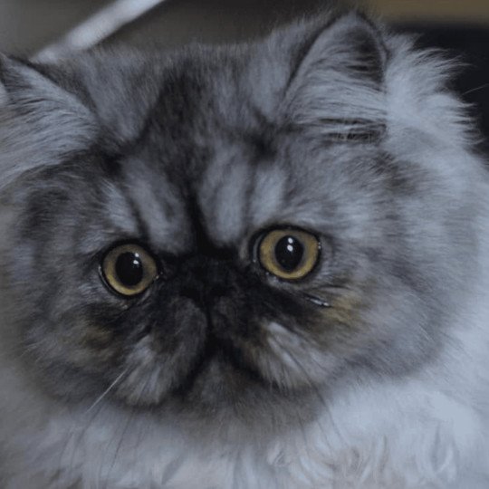 ZALTYS la cavalière Tykaz Femelle Persan