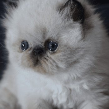 chaton Persan seal point ZAVATTA Chatterie la cavalière TyKaz chaton Persan seal point ZAVATTA Chatterie la cavalière TyKaz