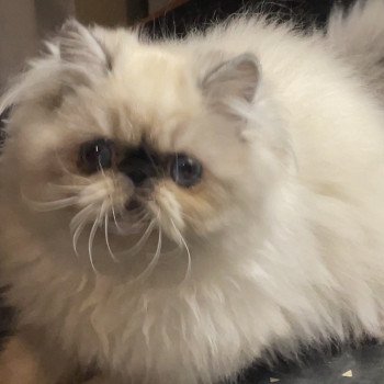 chat Persan ZIBELINE Chatterie la cavalière TyKaz