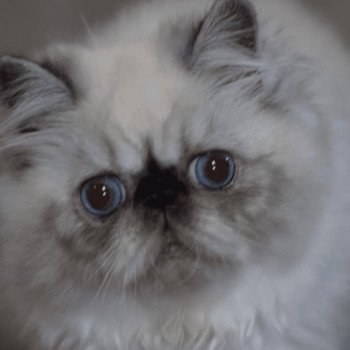 chat Persan ZIBELINE Chatterie la cavalière TyKaz