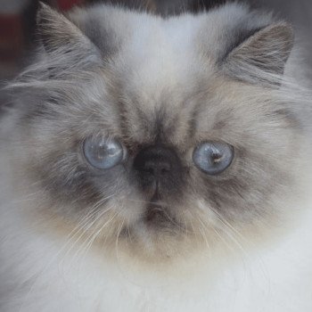 chat Persan seal smoke point ZIBELINE Chatterie la cavalière TyKaz chat Persan seal smoke point ZIBELINE Chatterie la cavalière TyKaz