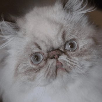 chat Persan seal tabby point ZOÉ Chatterie la cavalière TyKaz