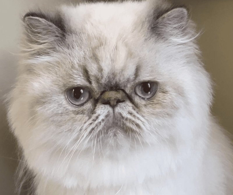 ZOÉ la cavalière Tykaz Femelle Persan