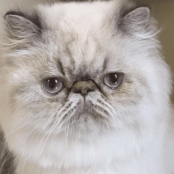 chat Persan seal tabby point ZOÉ Chatterie la cavalière TyKaz