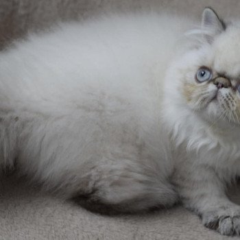 chat Persan ZOÉ Chatterie la cavalière TyKaz